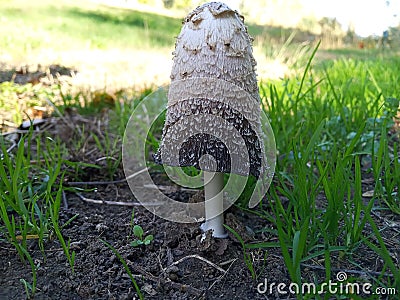 CoprinusÂ is a smallÂ genusÂ ofÂ mushroom-formingÂ fungiÂ consisting ofÂ Coprinus comatusÂ - the shaggy ink cap Stock Photo